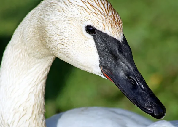 Labuť trubač s výrazným černým zobákem — Stock fotografie