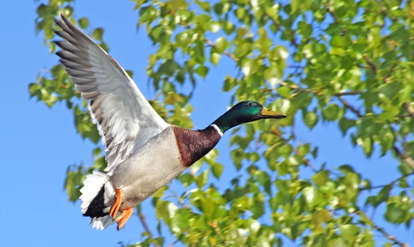Mallard Duck with its distinctive markings flying free with wings open wide — Stock Image Mallard Duck with its distinctive markings flying free with wings open wide Royalty Free Stock Images