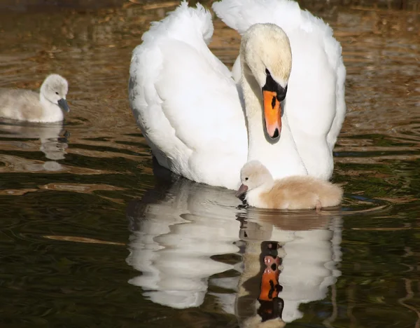 Beautiful Mute Swan looks on lovingly at her tiny Cygnet.   Its 3 day old sibling swims close by — Stock Photo, Image