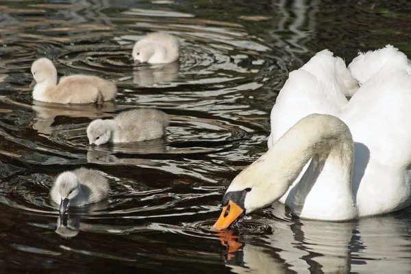 Cisne mudo con sus pichones nadando y sumergiendo sus picos en el agua — Foto de Stock