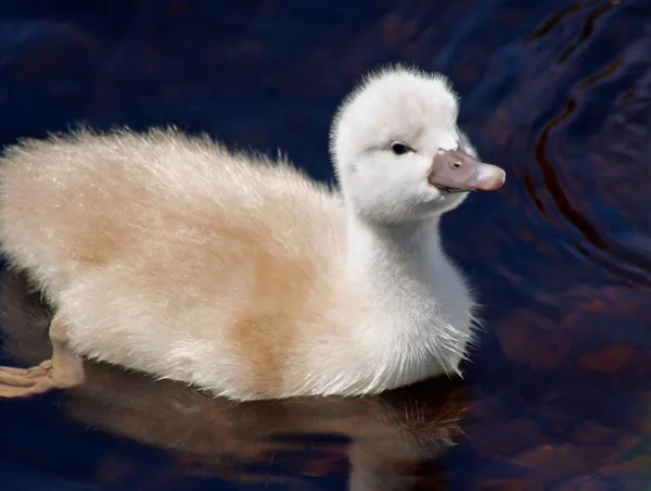 Tiny baby Mute Swan swimming in water — Stock Photo, Image