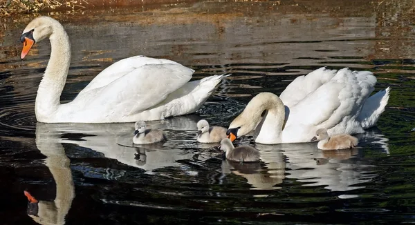 Keluarga Mute Swans keluar untuk berenang pagi Cygnets adalah 3 hari — Stok Foto