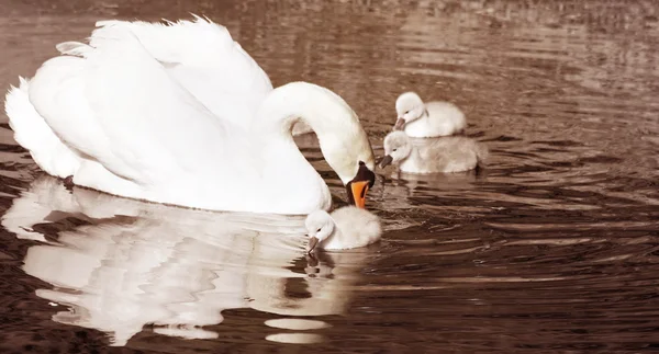 Bella cigno muto con il suo bambino di 3 giorni cygnets nuotare su acque calme - tono seppia vintage — Foto Stock