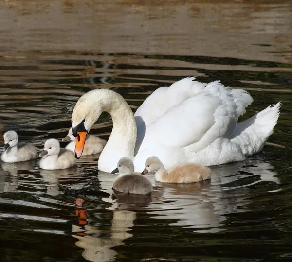 Schöne Höckerschwäne mit ihren 5 kleinen Babys, die zusammen in ruhigem Wasser schwimmen — Stockfoto