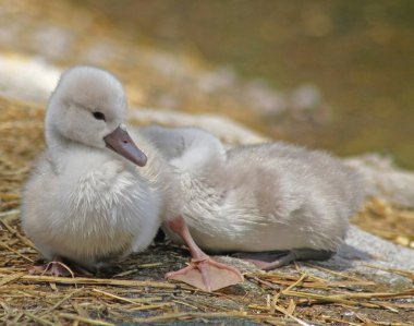Bebek sessiz kuğu dinlenme ve onun kardeş arkasından mışıl mışıl uyurken karada sunning