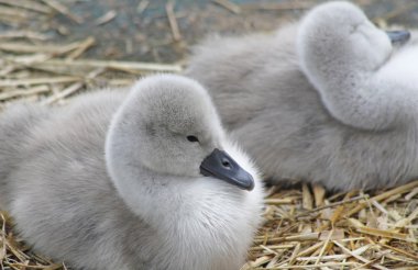 Yuvalarında oturan küçük Mute Swan cygnets