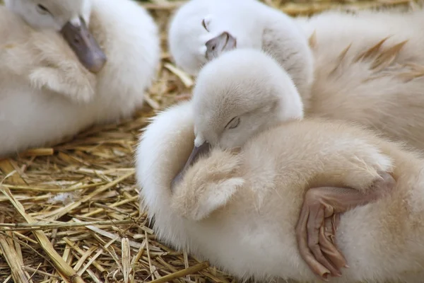 Очаровательные 5-дневные детеныши немых лебедей гнездятся вместе уютно и удовлетворенно. Одному из братьев снится счастливый сон. — стоковое фото