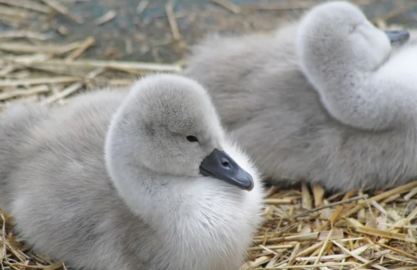 Крихітні шипун cygnets, відпочивав у свої гнізда Ліцензійні Стокові Фото