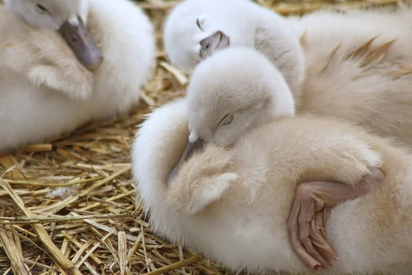 Rozkošný 5 den staré baby ztlumení labutě zasazené dohromady útulný a obsah. Jeden sourozenec se zdá, hezký sen Stock Fotografie