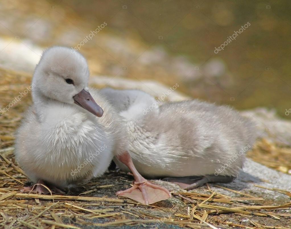 4 1 Baby Swan Stock Photos Free Royalty Free Baby Swan Images Depositphotos 4 1 Baby Swan Stock Photos Free Royalty Free Baby Swan Images Depositphotos