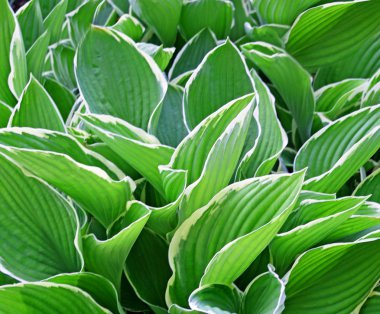 Hosta bitki - Bahçe favori kalın gür yeşil yaprakları