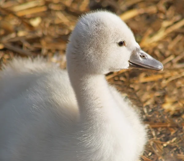 Entzückender kleiner, stummer Schwan ruht in seinem Nest — Stockfoto