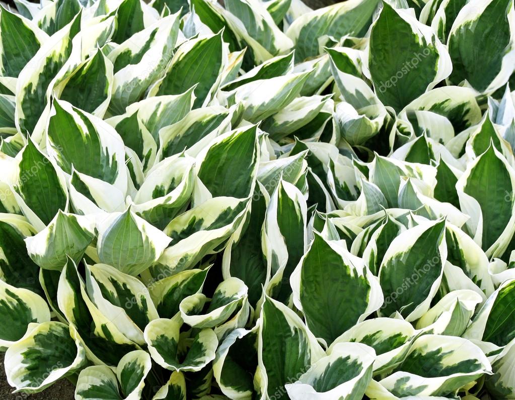 Variegated green and white leaves of the Hosta plant - a garden favorite