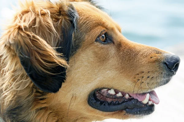 Este cão com os olhos expressivos está esperando feliz por seu próximo comando — Fotografia de Stock