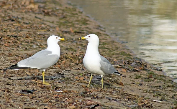 Concurso de olhar entre duas gaivotas - o vencedor recebe a Praia e se gabando de direitos — Fotografia de Stock