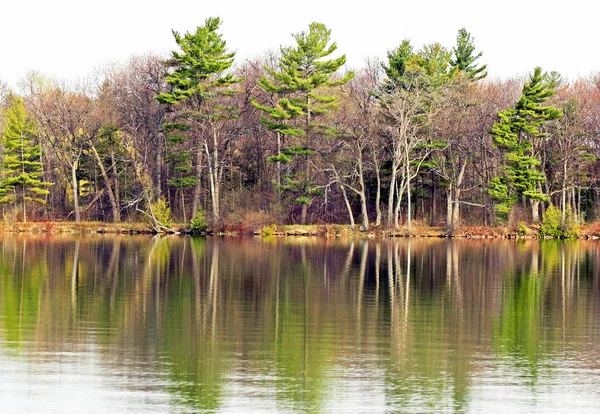 Beautiful tall Evergreen trees reflected in Lake waters in Springtime Royalty Free Stock Obrázky