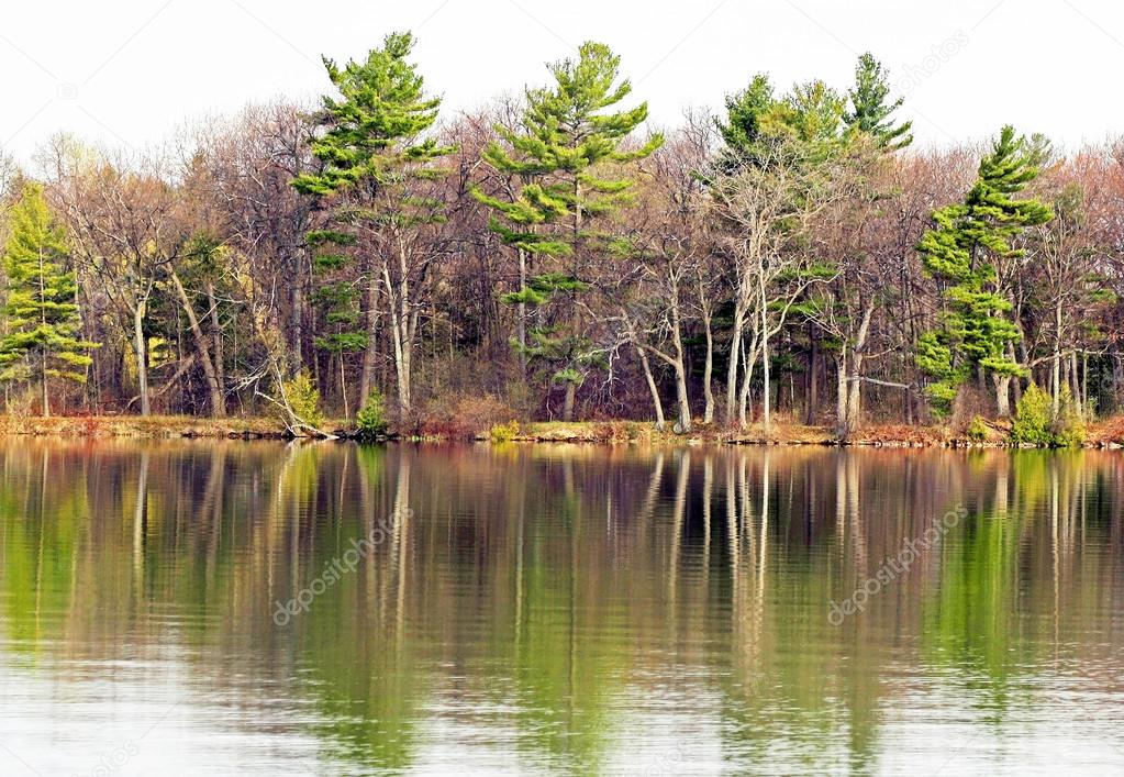 Beautiful tall Evergreen trees reflected in Lake waters in Springtime