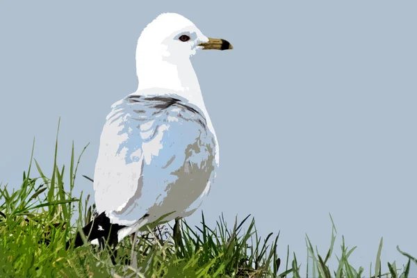 Abstrakt einer jungen Möwe, die am grasbewachsenen Ufer steht und aufs Meer blickt — Stockfoto