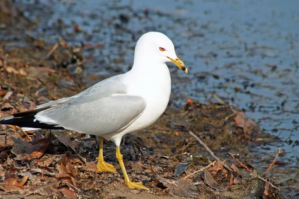 Seagull walking along the beach in autumn.  Leaves have washed up on shore blue water in background — Stockfoto