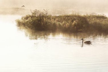 Sabah erken sulak. Bir Kanada Kazı boyunca sessiz yalnızlık içinde yüzüyor gibi sisli sis bataklık çevreleyen