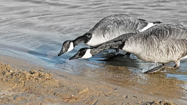 ITS NECK AND NECK - two Canada Geese racing to reach the Beach - fading to gray — Stock Photo, Image