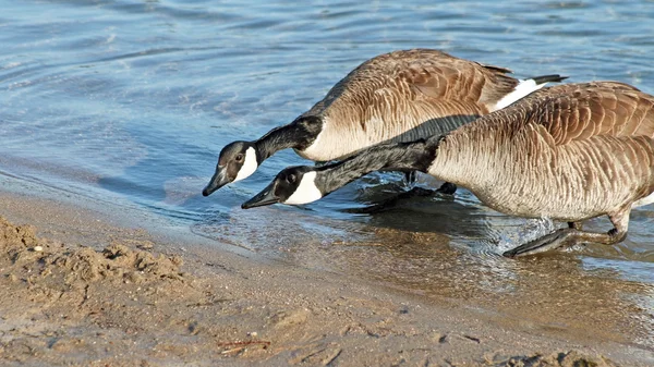 ITS NECK AND NECK - two Canada Geese  racing to reach the Beach — Stock Photo, Image