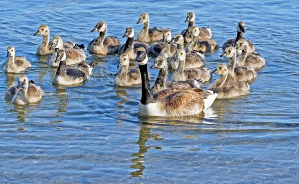 Mutter Kanadagans schwimmt auf wunderschönem blauem Wasser, ihre 19 Gösslinge folgen dicht dahinter — Stockfoto