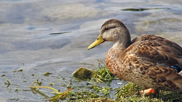 Young Mallard duck female standing along shoreline looking out at the water — Stock Photo, Image