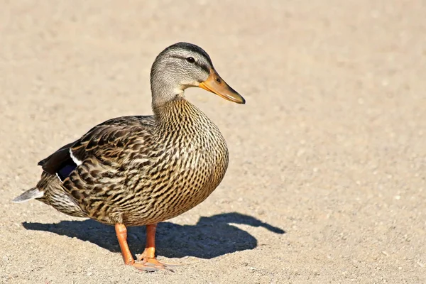 Um pato Mallard solitário andando na praia de areia — Fotografia de Stock