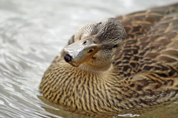 Mallard ankka kallistaa päätään, kun hän katsoo kameraan uteliaisuudella — kuvapankkivalokuva