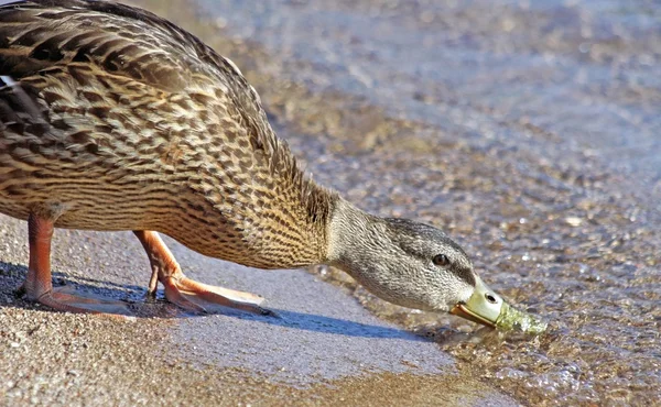 Pato Mallard na costa de dobra de praia e tomar uma bebida — Fotografia de Stock