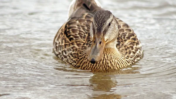 Close up de uma fêmea pato Mallard nadando em águas calmas — Fotografia de Stock