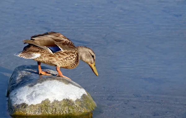 Pato pequeno de Mallard que está em cima da rocha grande que olha sobre a borda na água — Fotografia de Stock