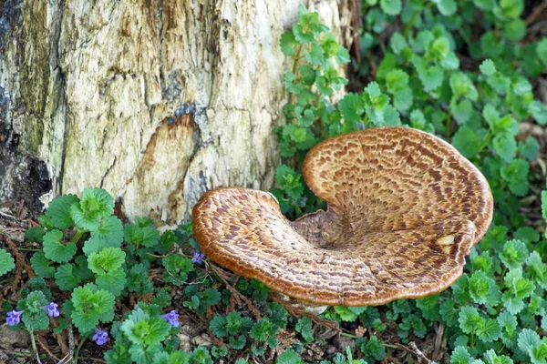 Svamp svamp träd växer från basen av ett stort träd — Stockfoto