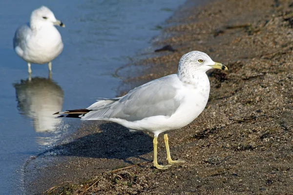 Duas gaivotas comuns ao longo da linha costeira de praia arenosa — Fotografia de Stock