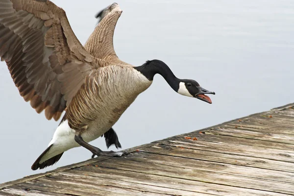 Aggressive Canada Goose landing on the edge of a wooden pier — Stock Photo, Image