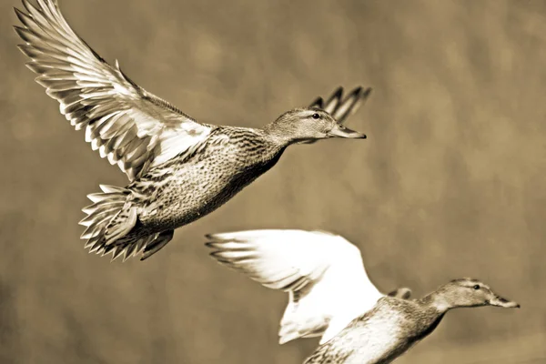 Two Mallard ducks fleeing from hunters - Sepia Tone — Stock Photo, Image