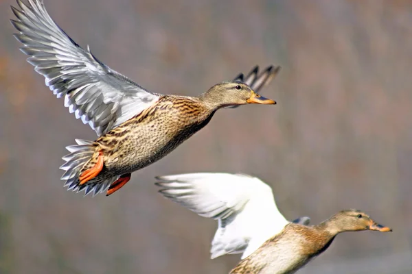 Két Mallard kacsa menekülő a vadászok — Stock Fotó