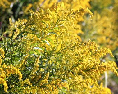 Altın Başak tam Bloom - aynı zamanda bir tıbbi bitki