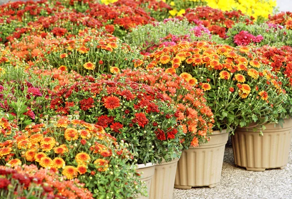 Mães de jardim coloridas para venda — Fotografia de Stock