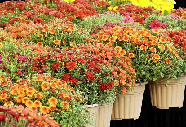 Красочные садовые мамы для продажи - изолированные на чёрном фоне — стоковое фото