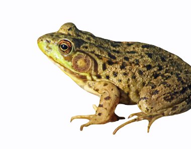 Beyaz bir arka plan üzerinde izole yeşil kurbağa