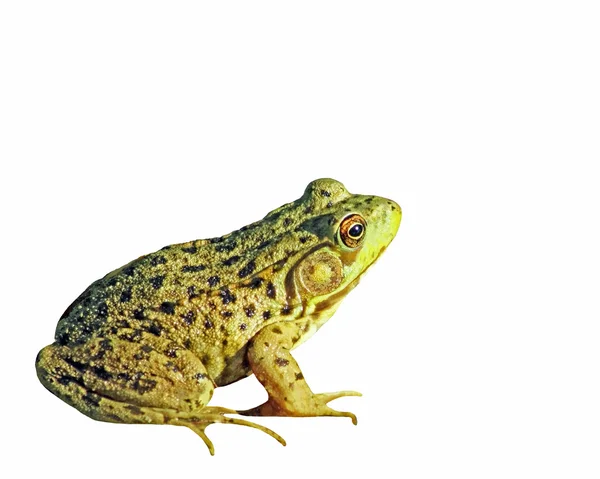 El GREEN FROG aislado sobre un fondo blanco —  Fotos de Stock