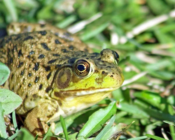 The GREEN FROG in its natural habitat — Stock Photo, Image