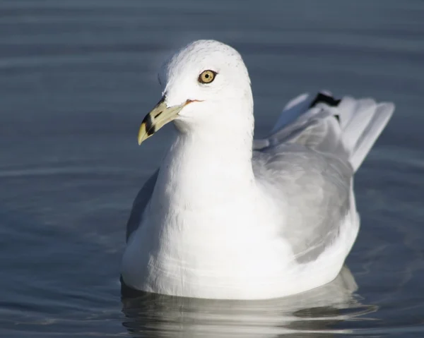 White and Gray Ring Billed Seagull swimming on calm blue waters — Stock Photo, Image