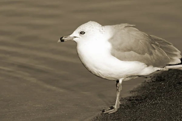 Seagull stående längs strandlinjen havet - sepiaton — Stockfoto