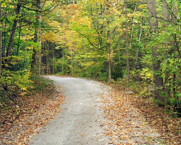 Sentiero appartato che va nel bosco. Bellissimi alberi con colori autunnali di giallo, verde e oro costeggiano il percorso — Foto Stock