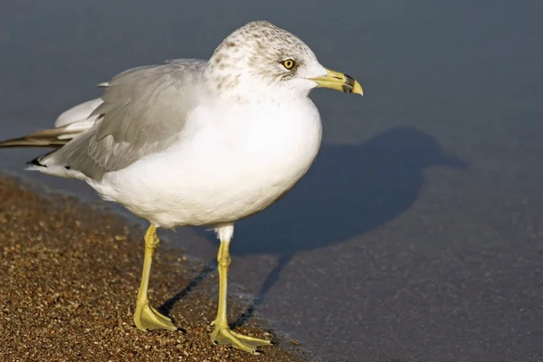 Ring-Billed Seagull standing along sandy shoreline of beach looking out towards water — Stock Photo, Image