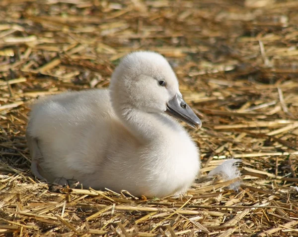 Адекватный малыш Mute Swan всего 3 дня. Отдых на постельных принадлежностях из соломы — стоковое фото