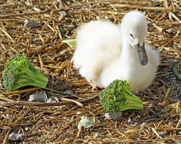 Adorable bebé cisne mudo a solo 3 días de edad descansando sobre ropa de cama hecha de paja —  Fotos de Stock